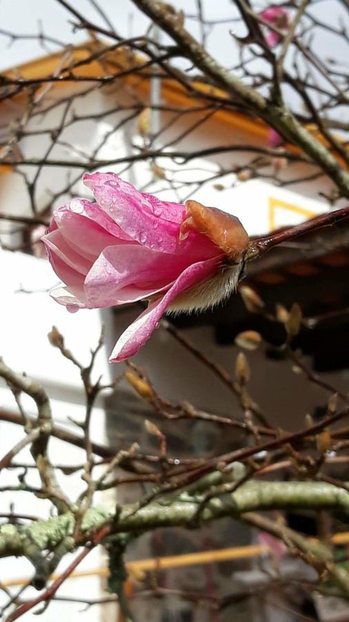 Magnolias Cottage Lousa  Ngoại thất bức ảnh